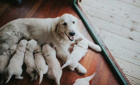 Golden Retriever curvă cu litiera ei.