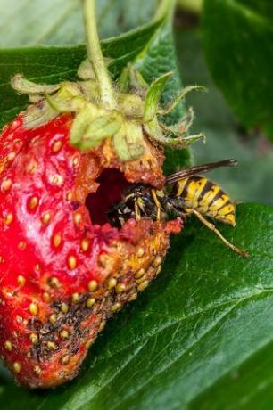 viespe comună vespula vulgaris mănâncă căpșuni coapte de grădină fragariax ananassa și distruge recolta fotografie de arterrauniversal images group prin getty images