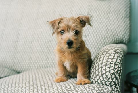 Catelul Norfolk Terrier