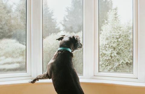câine care se uită pe fereastră