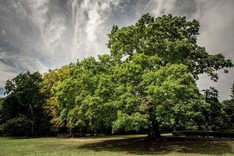 Stejarul Gilwell - Arborele Anului - Woodland Trust - Martyn Milner WTML