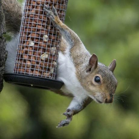 Veverița cenușie a prins furând nuci de pasăre