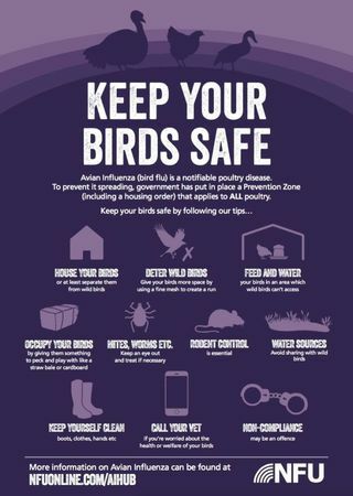 Cum să protejăm păsările de curte împotriva gripei aviare în acest an
