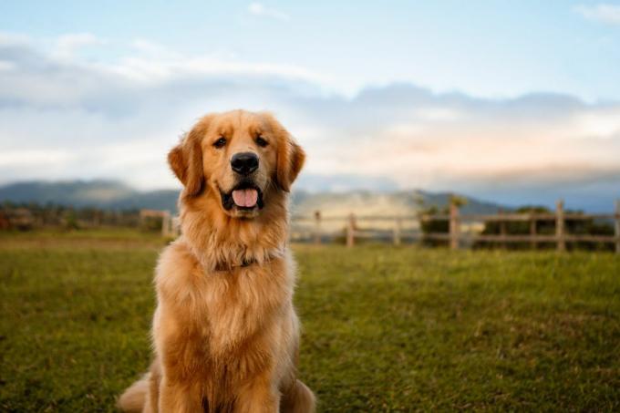 golden retriever așezat într-o fermă