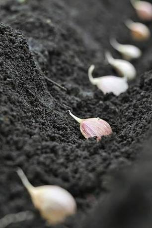 aproape de usturoi în procesul de plantare în grădina de legume