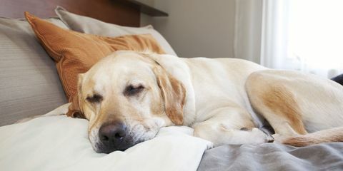 labrador adormit