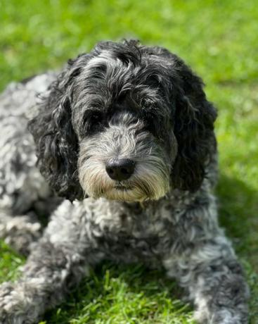 câine cockapoo stând întins pe iarbă