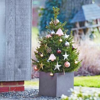 Pom de Crăciun proaspăt - Molid Norvegian în ghiveci 60-80 cm - Wills Dwarf + PENTRU LIVRARE IMMEDIATĂ