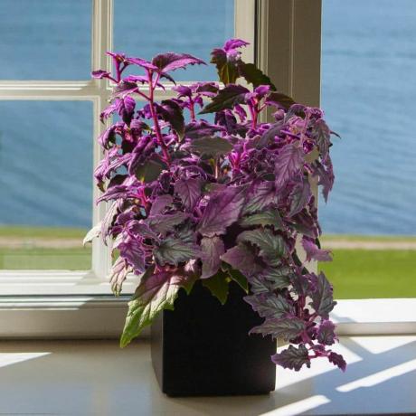 Purple Passion Plant, ghiveci de cultivator de 4 inci