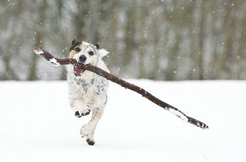 Un Jack Russell alergând cu un băț în zăpadă