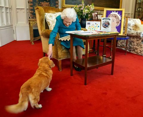 Windsor, Anglia, 04 februarie, reginei elizabeth ii i se alătură unul dintre câinii ei, un dorgi numit bomboane, în timp ce vede o expoziție de suveniruri din aur și platină. jubilee în camera de stejar de la castelul Windsor pe 4 februarie 2022 în Windsor, Anglia, regina a călătorit de atunci la moșia ei din Sandringham, unde își petrece în mod tradițional aniversarea urcării ei la tron ​​6 februarie o zi emoționantă, deoarece este data la care tatăl ei, regele George VI, a murit în 1952, fotografie de steve parsons wpa poolgetty imagini