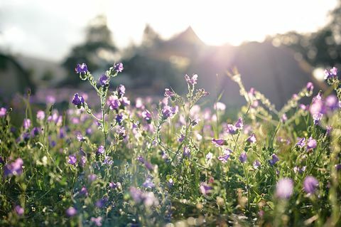 Câmp de flori violet cu corturi în fundal