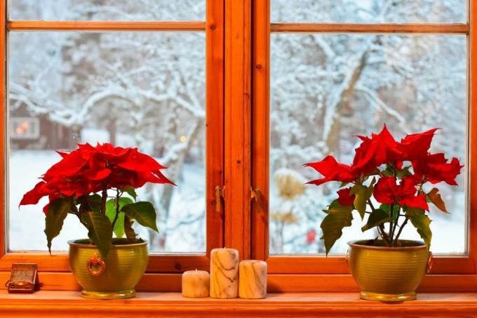 tradiții norvegiene de Crăciun două poinsettias și sfeșnice în fereastra bucătăriei vedere la grădină și copaci cu zăpadă