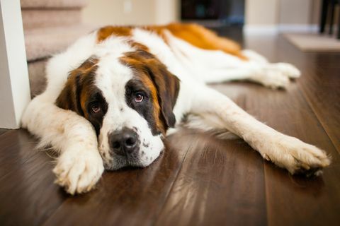 un câine obosit Saint Bernard se relaxează pe o podea din lemn de esență tare în interior