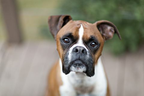 Portret de câine boxer