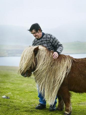 ponei de shetland