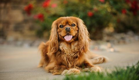 portretul cavalerului rege charles spaniel care lipsește limba