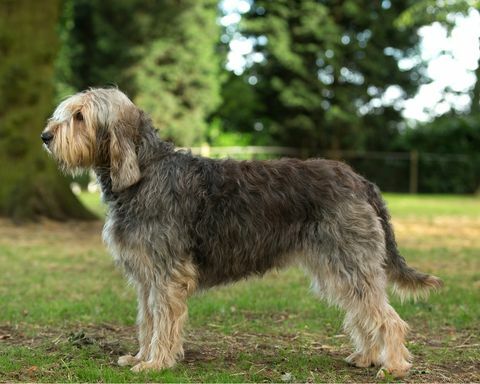 câine otterhound