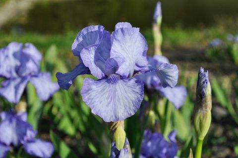 floare de iris