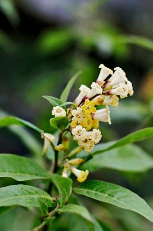 floare, plantă cu flori, plantă, plantă terestră, buddleia, familia Acerola, 