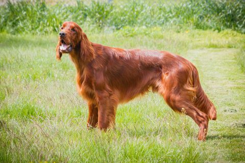 Setter irlandez