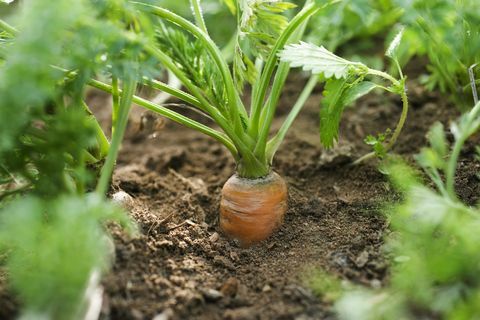 Creșterea morcovului în grădina de legume