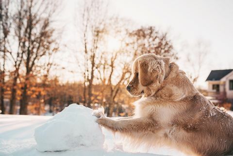 Câine de retragere de aur împingând un bulgăre de zăpadă uriașă