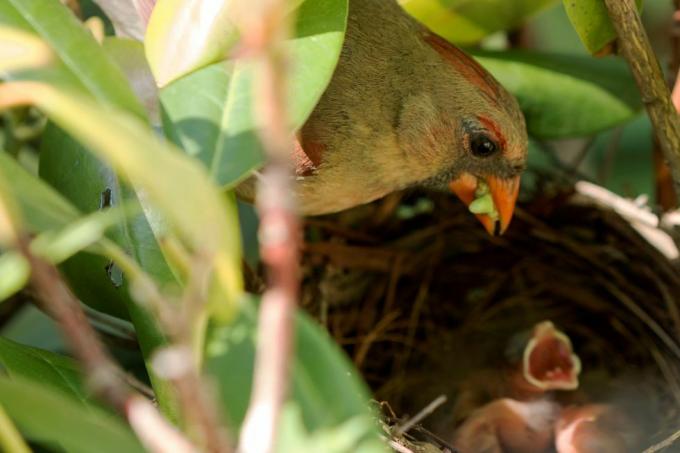 Pasăre cardinală hrănind pui