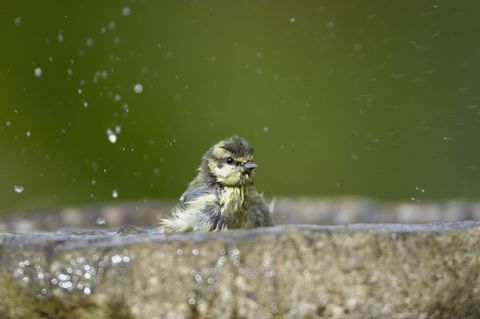 albastru tit parus caeruleus, scăldat în baie de păsări de grădină co durham iulie