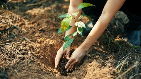 planta pentru pamant