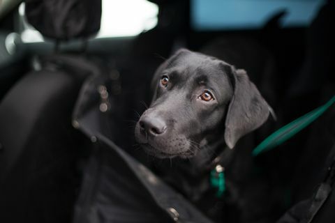 labrador negru în transformator de hamac auto