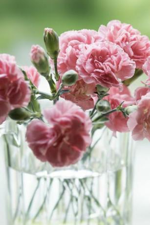 terasa cabanei, garoafe roz dedicate zilei mamei pe fondul naturii aproximativ 15 flori roz de garoafa sunt plantate intr-un vas de sticla intr-o lumina blanda, pe un verde proaspat