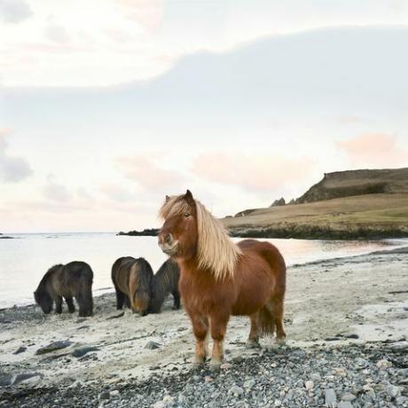 ponei de shetland