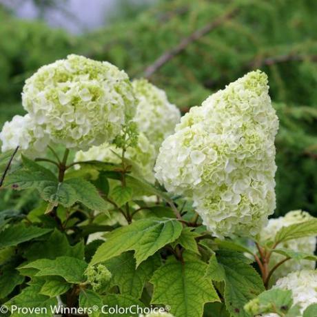 Hortensia de lună Gatsby