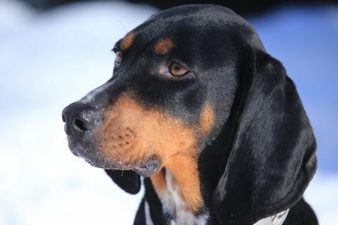 portret de câine coon hound negru și cafeniu