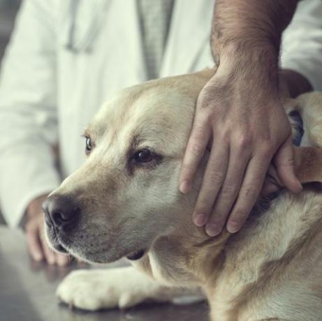 prim-plan al unui câine labrador la cabinetul veterinarului