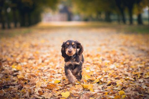 Cățelușul Cocker Spaniel alergând prin frunze toamna