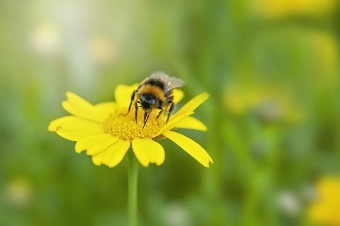 închide imaginea unei albine care colectează polenul dintr-o galbenă de porumb galbenă, floare sălbatică de vară