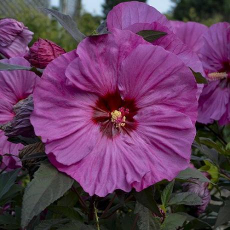 Summerific „Berry Awesome” Hardy Hibiscus