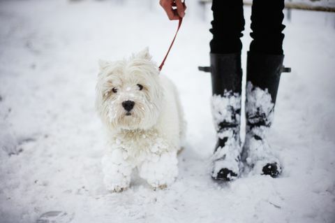 un west highland white terrier și proprietar în zăpadă