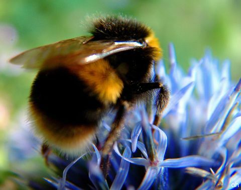 Bomble albine pe floare