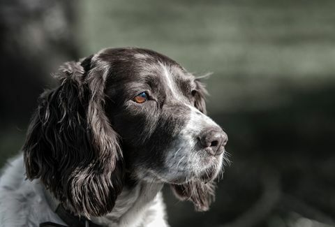 springer spaniel englez