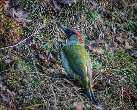 Un ciocănitor verde