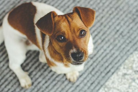 Jack Russell - cei mai buni câini pentru munca de acasă