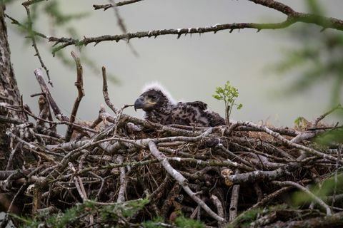 Vulturii cu coada albă au monitorizat înaintea proiectului de reintroducere