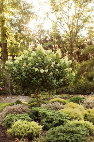 Arborele de hortensie