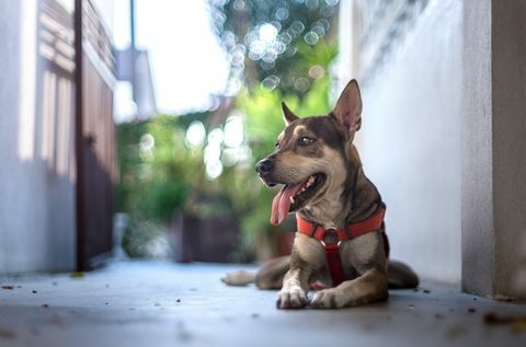 Câine Mongrel - cele mai bune rase pentru a lucra de acasă