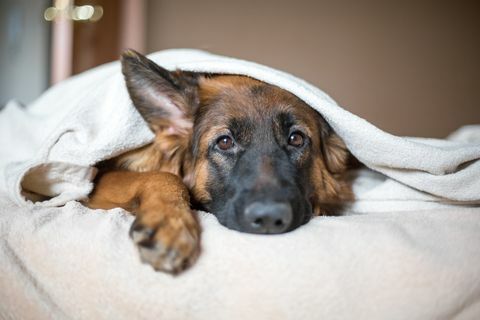 Drăguț ciobanesc german într-o pătură pe pat.