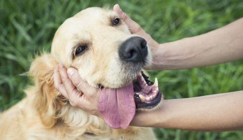 mâinile se mângâie cu un câine de recuperare de aur