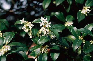 flori de primavara – delavay osmanthus